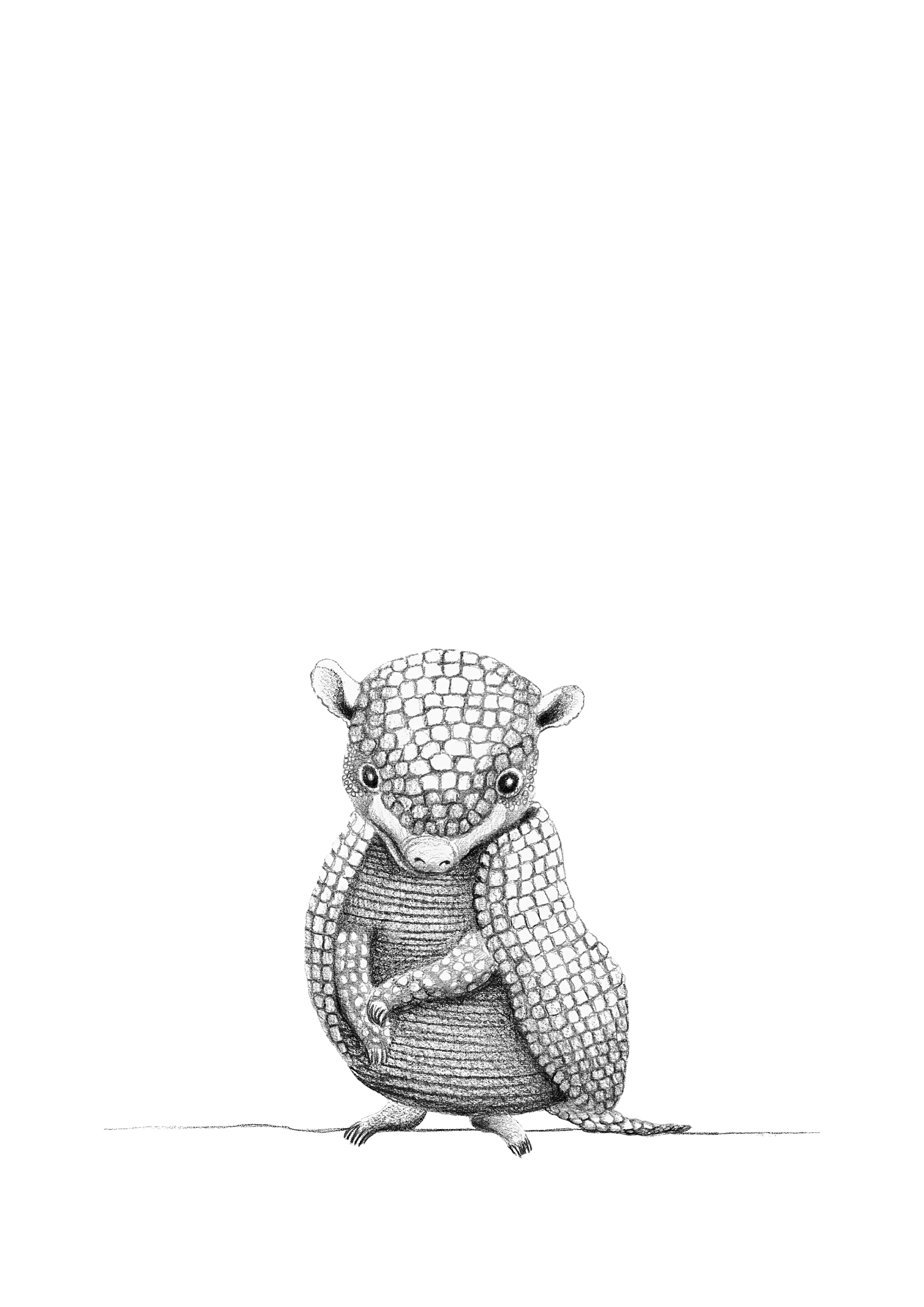 armadillo
