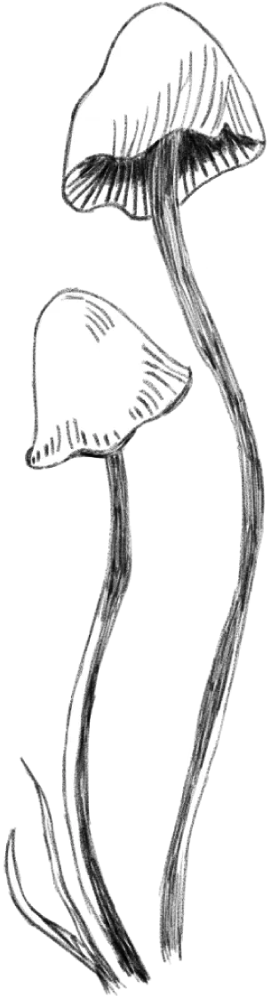 Hongos