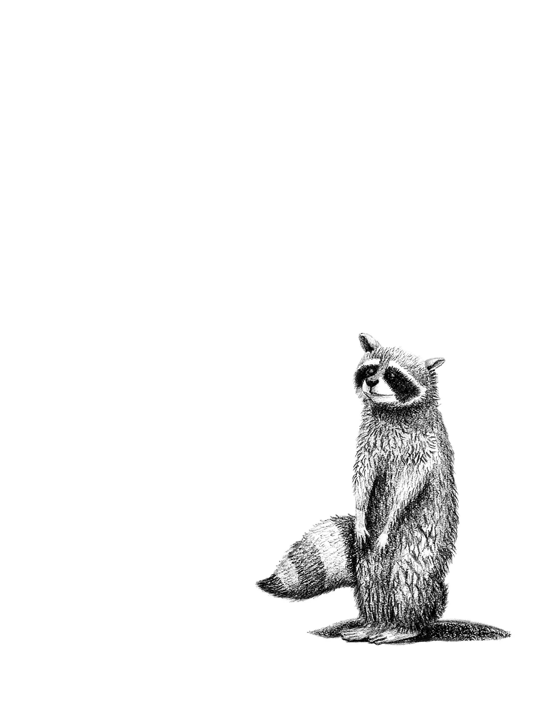 mapache