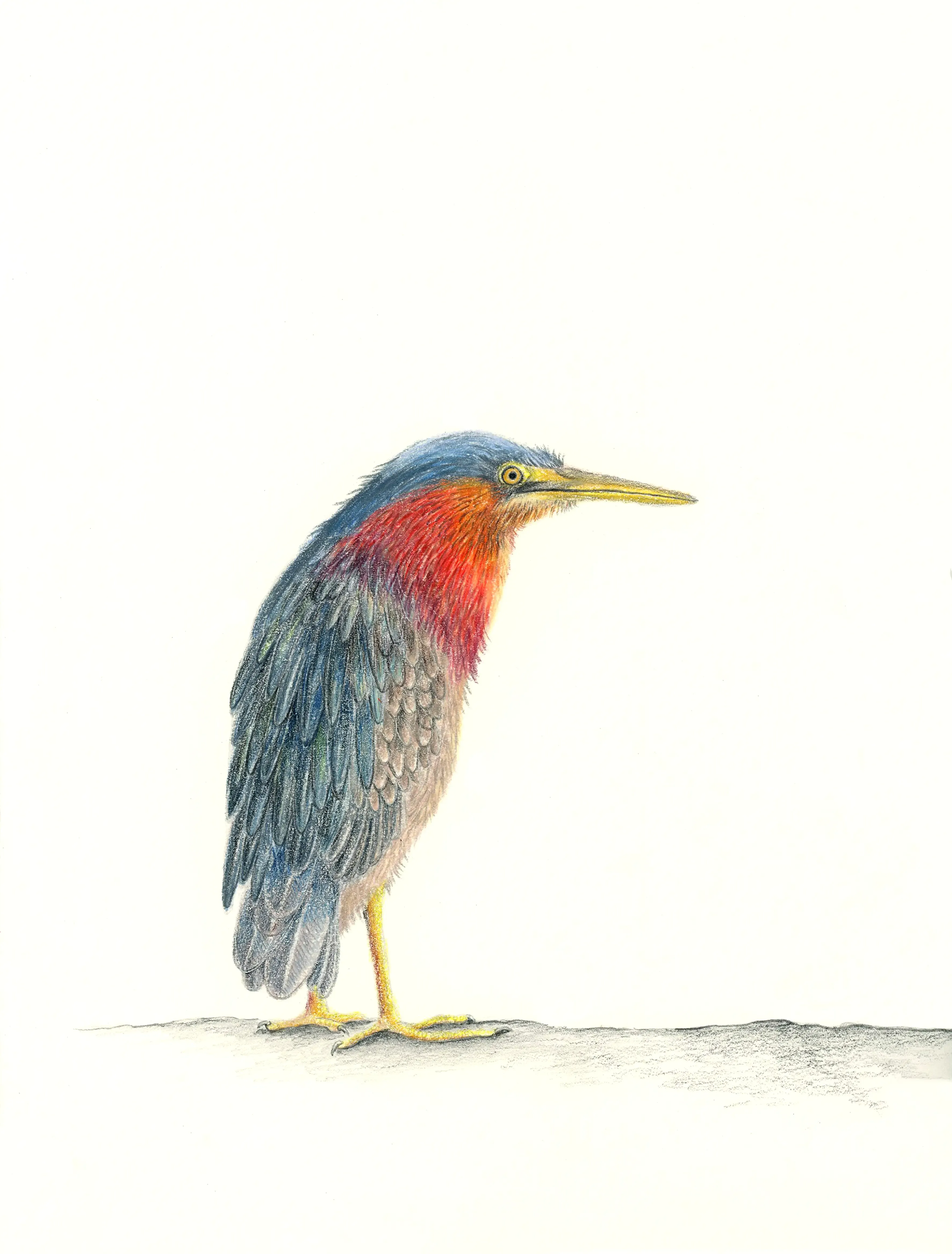 pajaro2