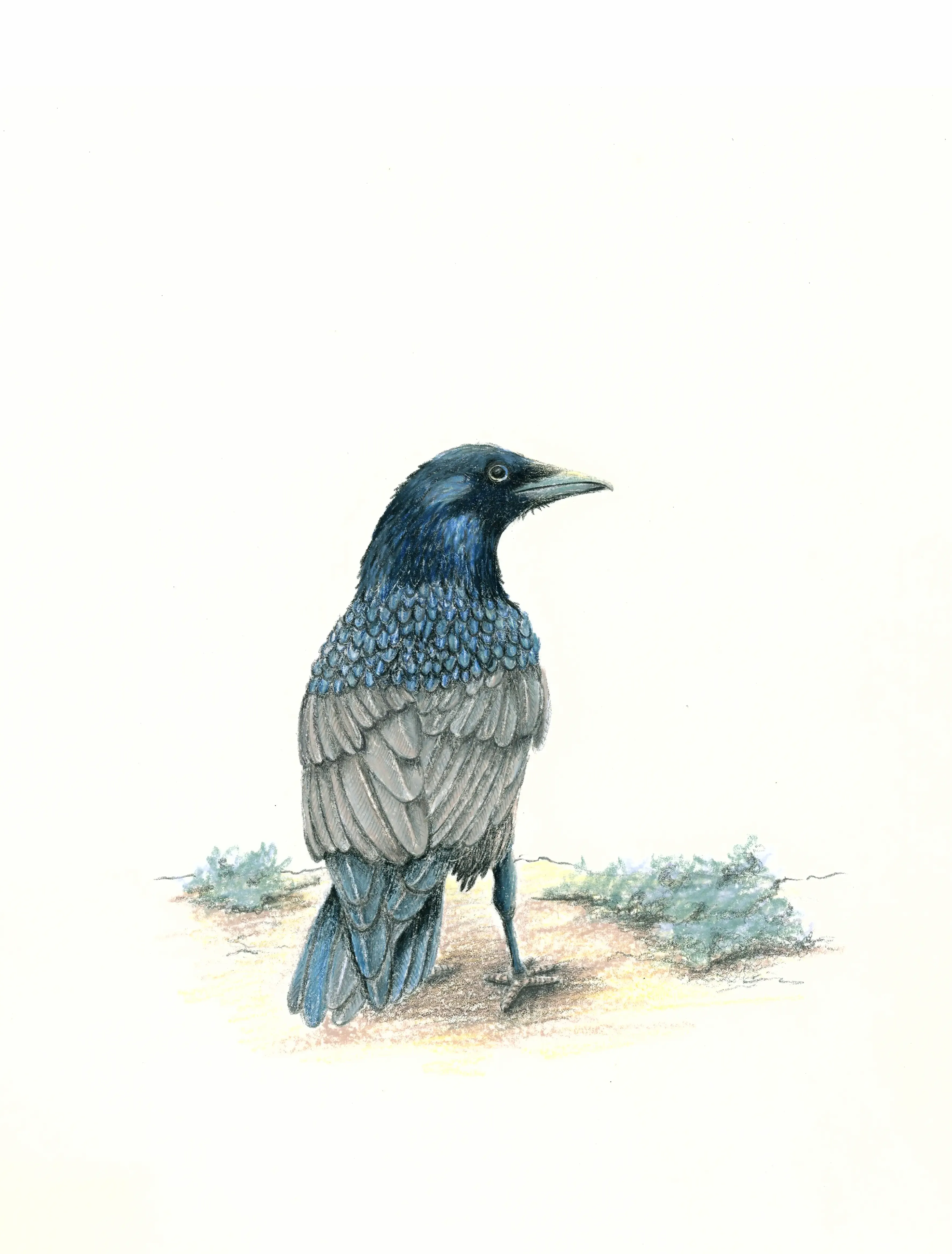 pajaro3